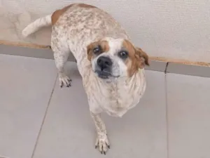 Cachorro raça Raça não definida idade 5 anos nome Lindona 