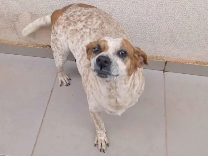 Cachorro ra a Raça não definida idade 5 anos nome Lindona 