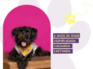 Cachorro raça SRD-ViraLata idade 2 anos nome Pompom 
