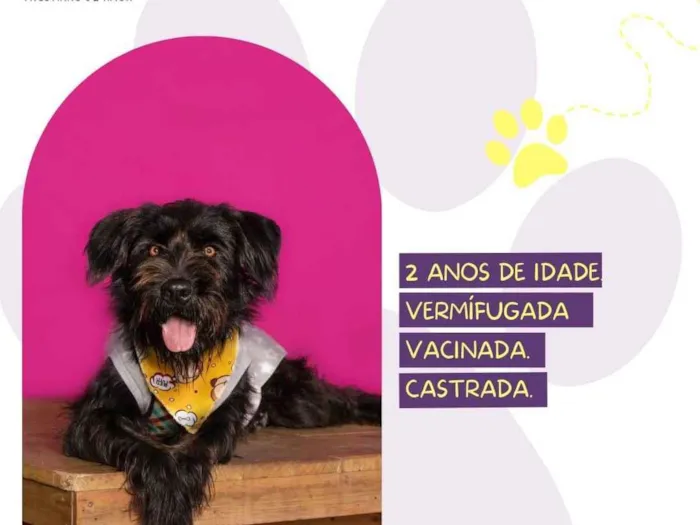 Cachorro ra a SRD-ViraLata idade 2 anos nome Pompom 