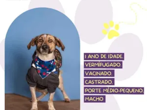 Cachorro raça SRD-ViraLata idade 1 ano nome Juninho 