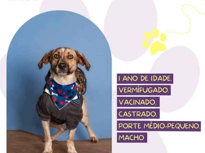 Cachorro ra a SRD-ViraLata idade 1 ano nome Juninho 