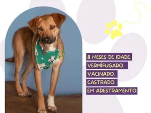 Cachorro raça SRD-ViraLata idade 7 a 11 meses nome Cascão 