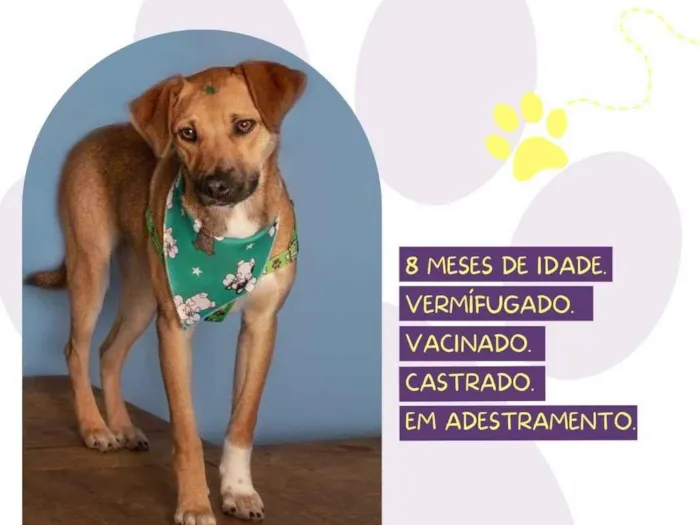 Cachorro ra a SRD-ViraLata idade 7 a 11 meses nome Cascão 