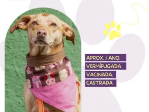Cachorro raça SRD-ViraLata idade 1 ano nome Mel