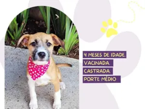 Cachorro raça SRD-ViraLata idade 2 a 6 meses nome Mulan