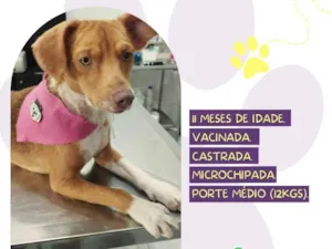 Cachorro raça SRD-ViraLata idade 7 a 11 meses nome Lara