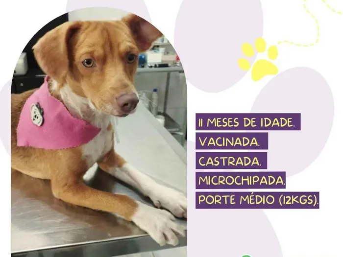 Cachorro ra a SRD-ViraLata idade 7 a 11 meses nome Lara