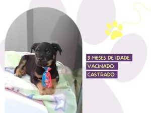 Cachorro raça SRD-ViraLata idade 2 a 6 meses nome Andy