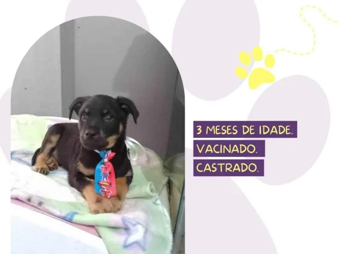 Cachorro ra a SRD-ViraLata idade 2 a 6 meses nome Andy
