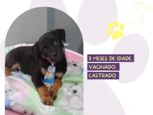 Cachorro raça SRD-ViraLata idade 2 a 6 meses nome Rex
