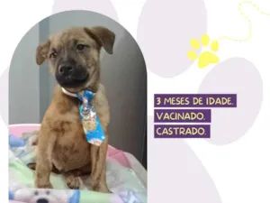 Cachorro raça SRD-ViraLata idade 2 a 6 meses nome Buzz