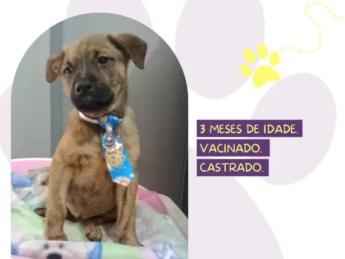 Cachorro ra a SRD-ViraLata idade 2 a 6 meses nome Buzz