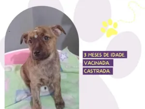 Cachorro raça SRD-ViraLata idade 2 a 6 meses nome Betty