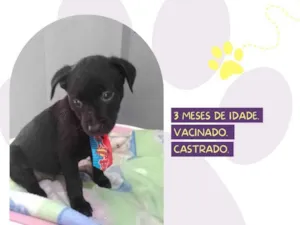 Cachorro raça SRD-ViraLata idade 2 a 6 meses nome Woody