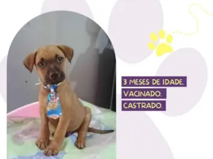 Cachorro raça SRD-ViraLata idade 2 a 6 meses nome Slinky