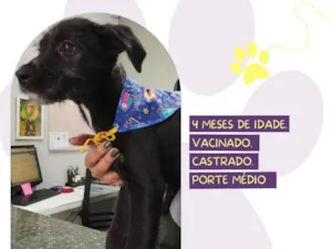 Cachorro raça SRD-ViraLata idade 2 a 6 meses nome Manolo