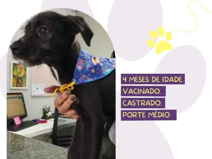 Cachorro ra a SRD-ViraLata idade 2 a 6 meses nome Manolo