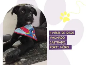 Cachorro raça SRD-ViraLata idade 2 a 6 meses nome Maestro