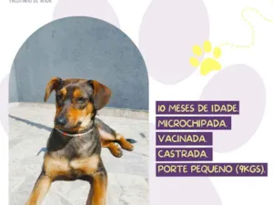 Cachorro raça SRD-ViraLata idade 7 a 11 meses nome Lais