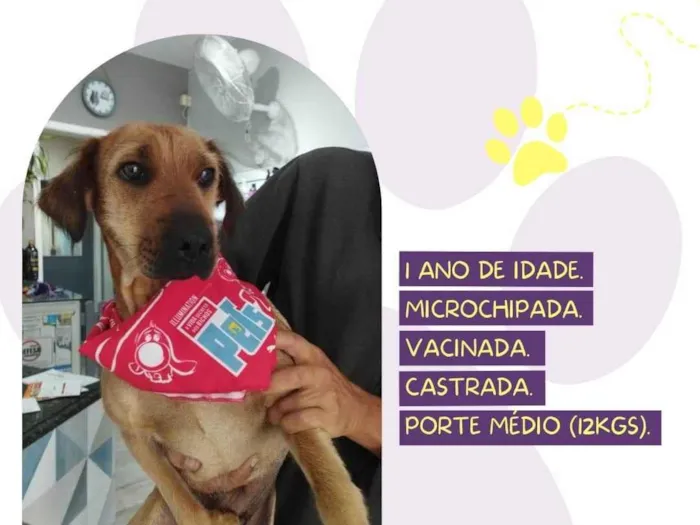 Cachorro ra a SRD-ViraLata idade 7 a 11 meses nome Liz