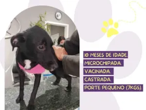 Cachorro raça SRD-ViraLata idade 2 a 6 meses nome Lila