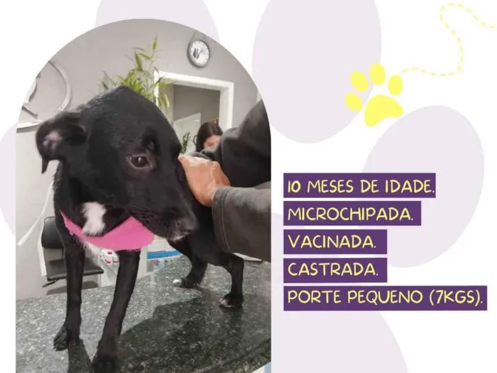 Cachorro ra a SRD-ViraLata idade 2 a 6 meses nome Lila