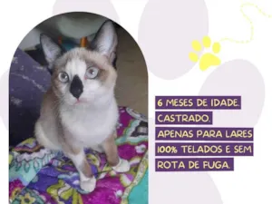 Gato raça SRD-ViraLata idade 7 a 11 meses nome Otávio 