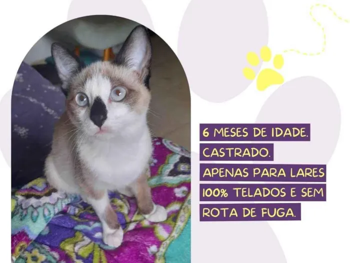 Gato ra a SRD-ViraLata idade 7 a 11 meses nome Otávio 