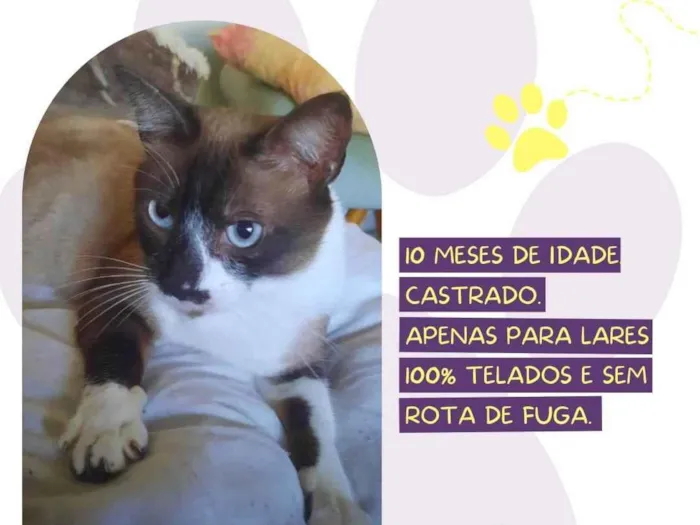 Cachorro ra a SRD-ViraLata idade 2 a 6 meses nome Jorge
