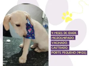 Cachorro raça SRD-ViraLata idade 2 a 6 meses nome Jota
