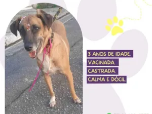 Cachorro raça SRD-ViraLata idade 3 anos nome Stella