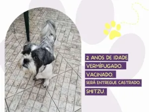 Cachorro raça Lhasa Apso ou shitzu idade 2 anos nome Buzz