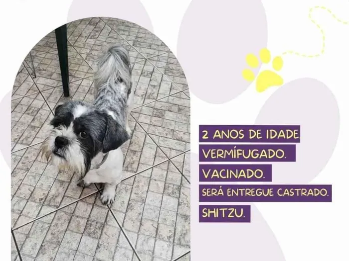 Cachorro ra a Lhasa Apso ou shitzu idade 2 anos nome Buzz