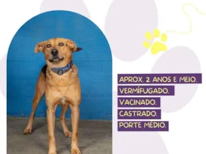 Cachorro raça SRD-ViraLata idade 3 anos nome Scooby