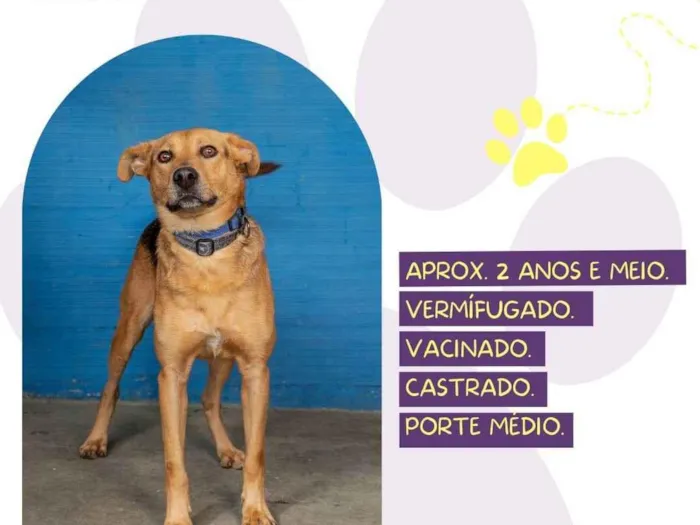 Cachorro ra a SRD-ViraLata idade 3 anos nome Scooby