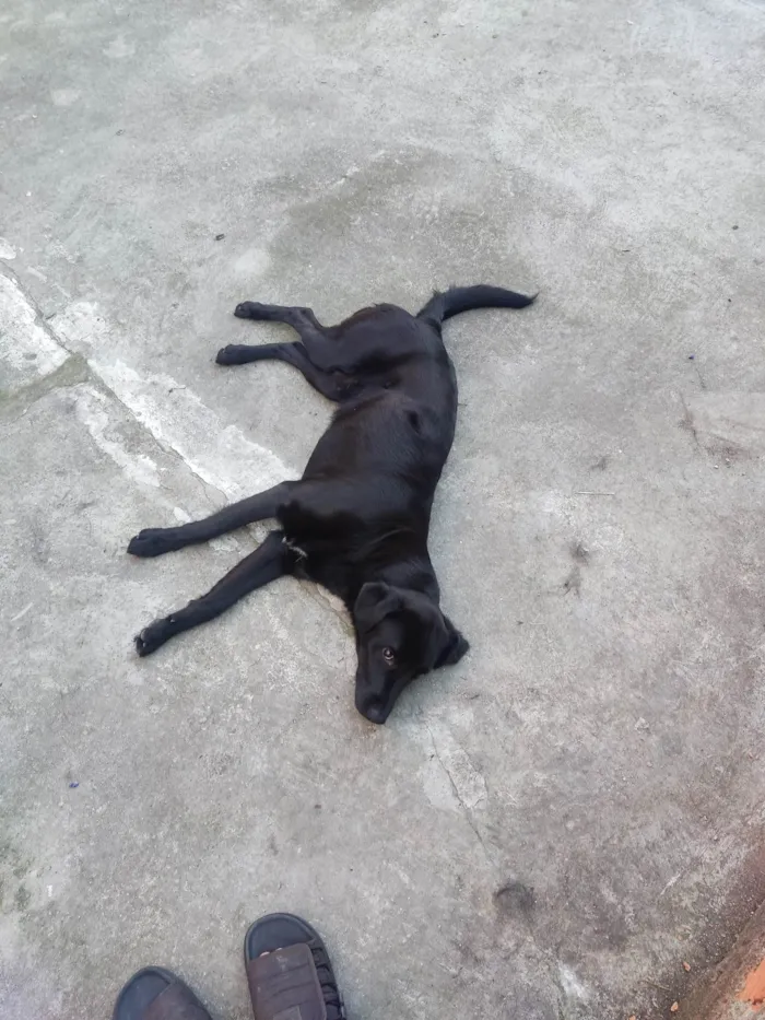 Cachorro ra a SRD-ViraLata idade 7 a 11 meses nome Black