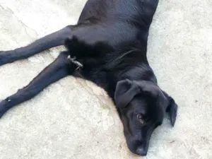 Cachorro raça SRD-ViraLata idade 7 a 11 meses nome Black