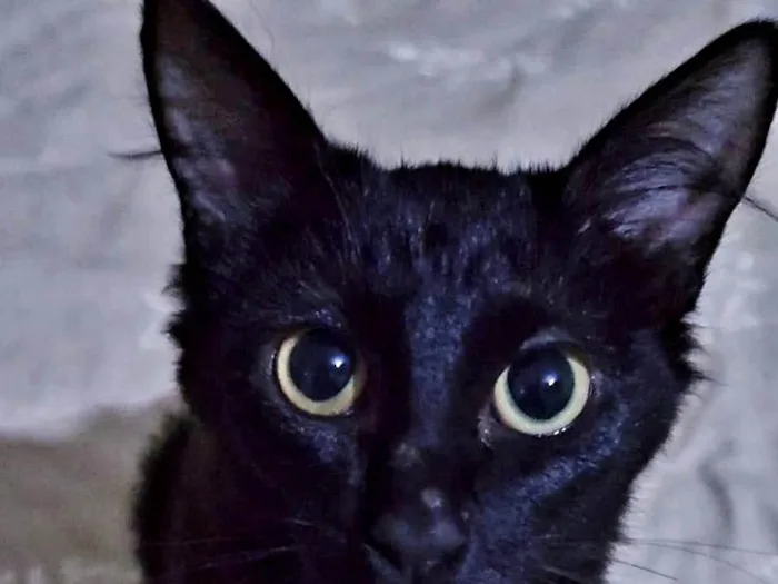 Gato ra a Srd idade 2 a 6 meses nome PANTERA