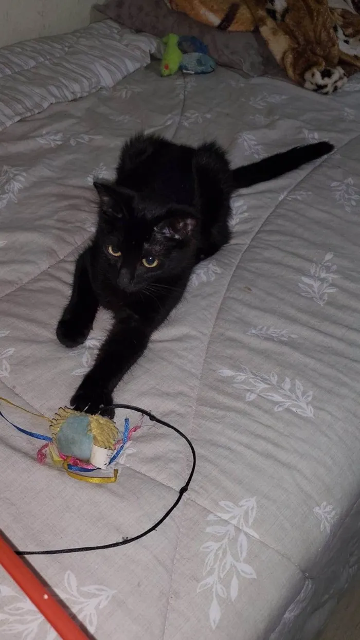 Gato ra a Srd idade 2 a 6 meses nome PANTERA