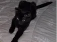 PANTERA