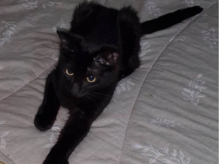 Gato ra a Srd idade 2 a 6 meses nome PANTERA