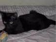 PANTERA