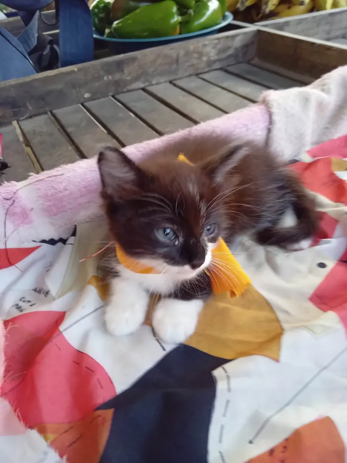 Gato ra a Raça peluda idade 2 a 6 meses nome Florzinha 