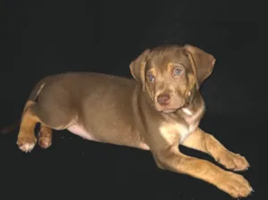 Cachorro raça SRD-ViraLata idade 2 a 6 meses nome Tody
