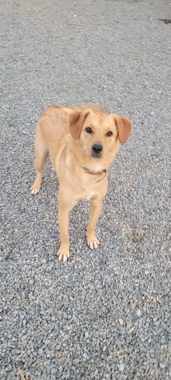 Cachorro ra a Srd idade 7 a 11 meses nome BORES