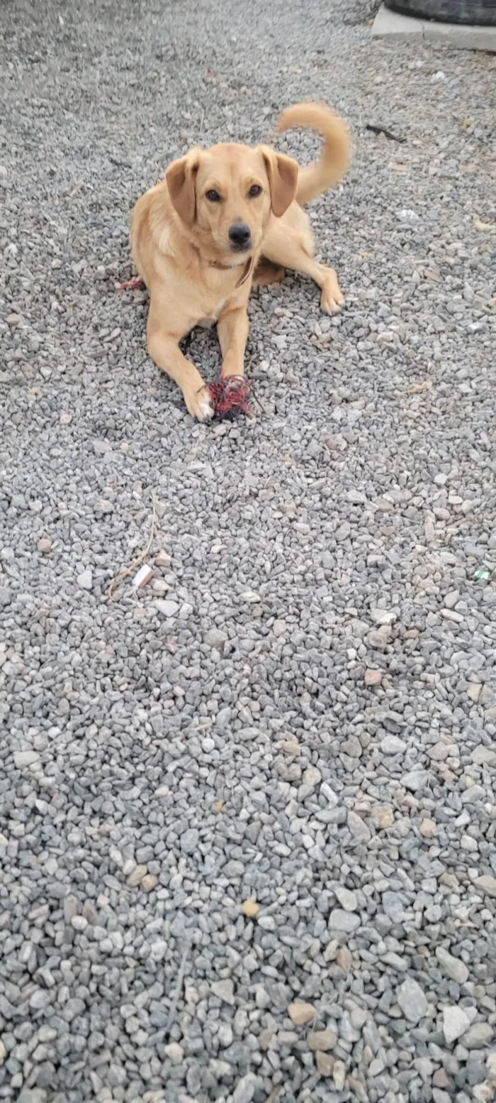 Cachorro ra a Srd idade 7 a 11 meses nome BORES
