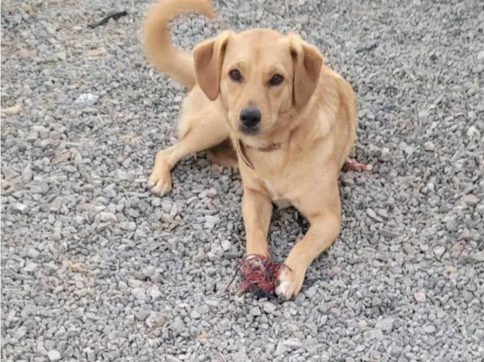 Cachorro ra a Srd idade 7 a 11 meses nome BORES