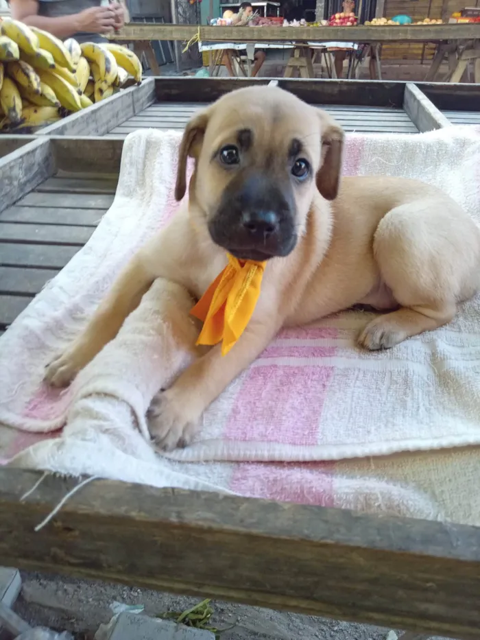 Cachorro ra a Raça comum idade 2 a 6 meses nome Roby