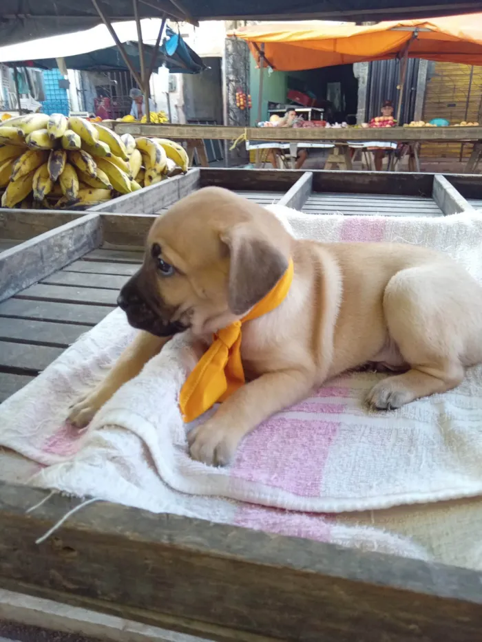 Cachorro ra a Raça comum idade 2 a 6 meses nome Roby